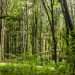 What You Need to Know When Purchasing Forested Land in Northern Ontario