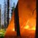 Dead Timber, Not Just Climate Change: The Real Story Behind Wildfire Risks in Northern Ontario