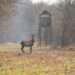 Crafting the Ultimate Deer Hunting Food Plot in Northern Ontario