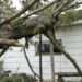 Why Full-Grown White and Red Pines Aren’t Built to Stand Alone — Especially in Extreme Weather
