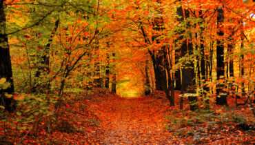 ATV trail construction through forest