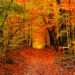 Fall in Northern Ontario — The Smart Time for ATV Trail Building, Property Clearing & Forest Thinning