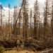 Spruce Budworm Aftermath: Why Dead Spruce Trees Mean Land-Clearing, Fire Risk and First Step Protection for Northern Ontario Acreages